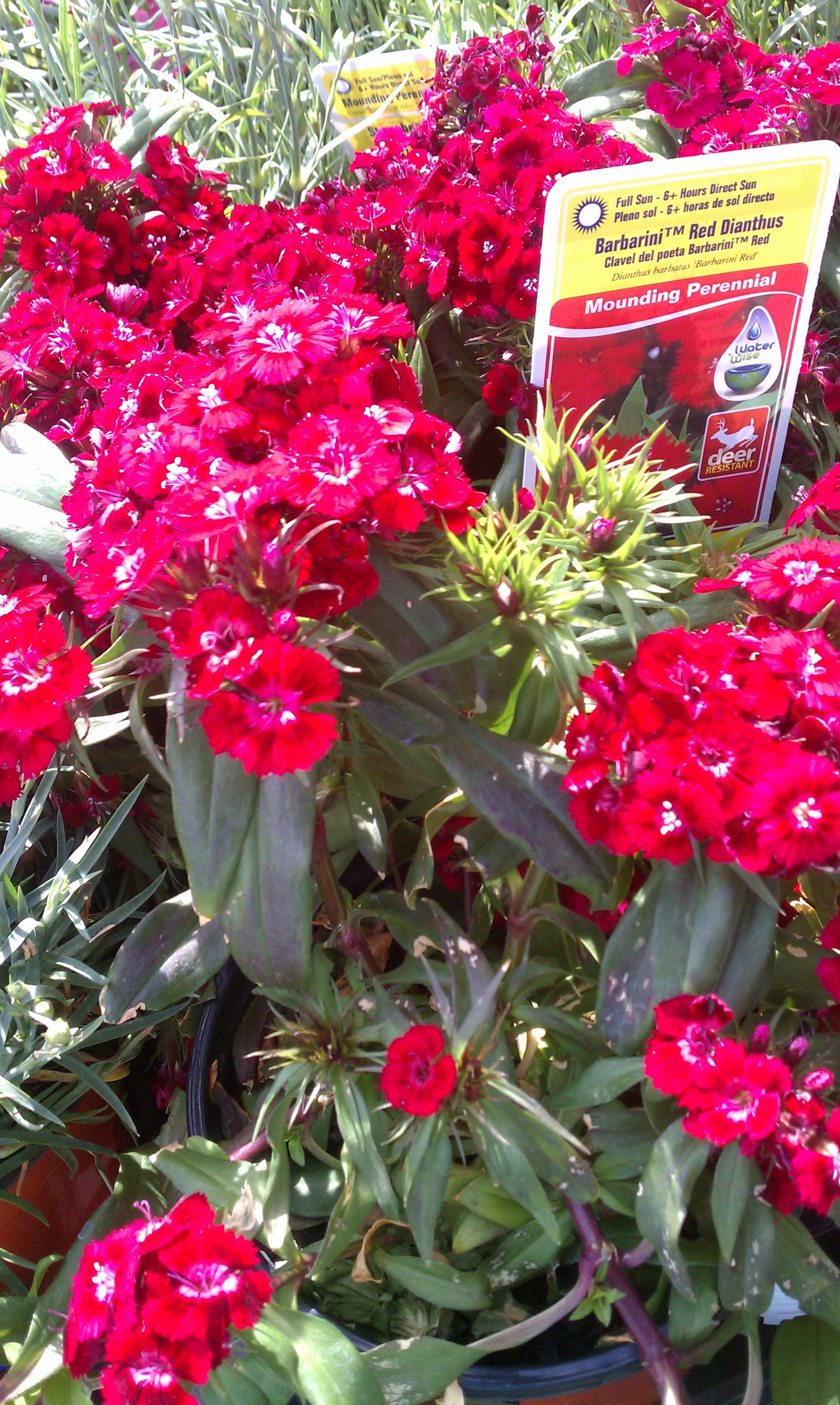 Dianthus are Carnation Flowers